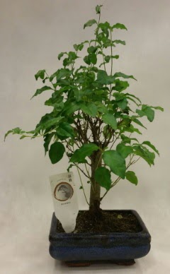 Minyatr bonsai japon aac sat  Zonguldak ucuz iek gnder 